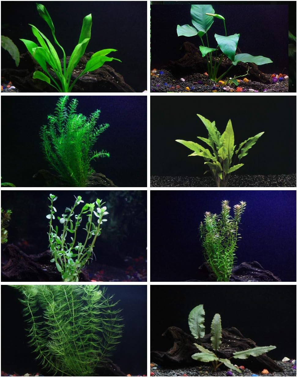 aquatic plants for aquarium