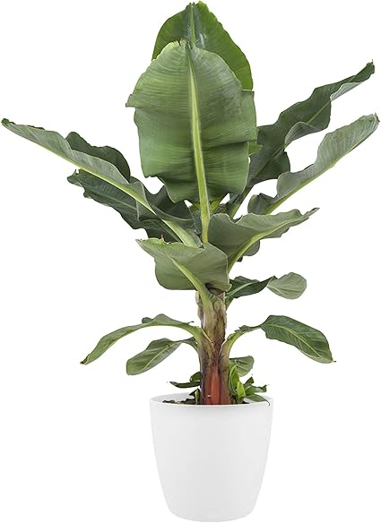 Plante D Interieur De Botanicly Bananier En Pot De Fleur Blanc Comme Un Ensemble Hauteur 70 Cm Musa Amazon Fr Jardin