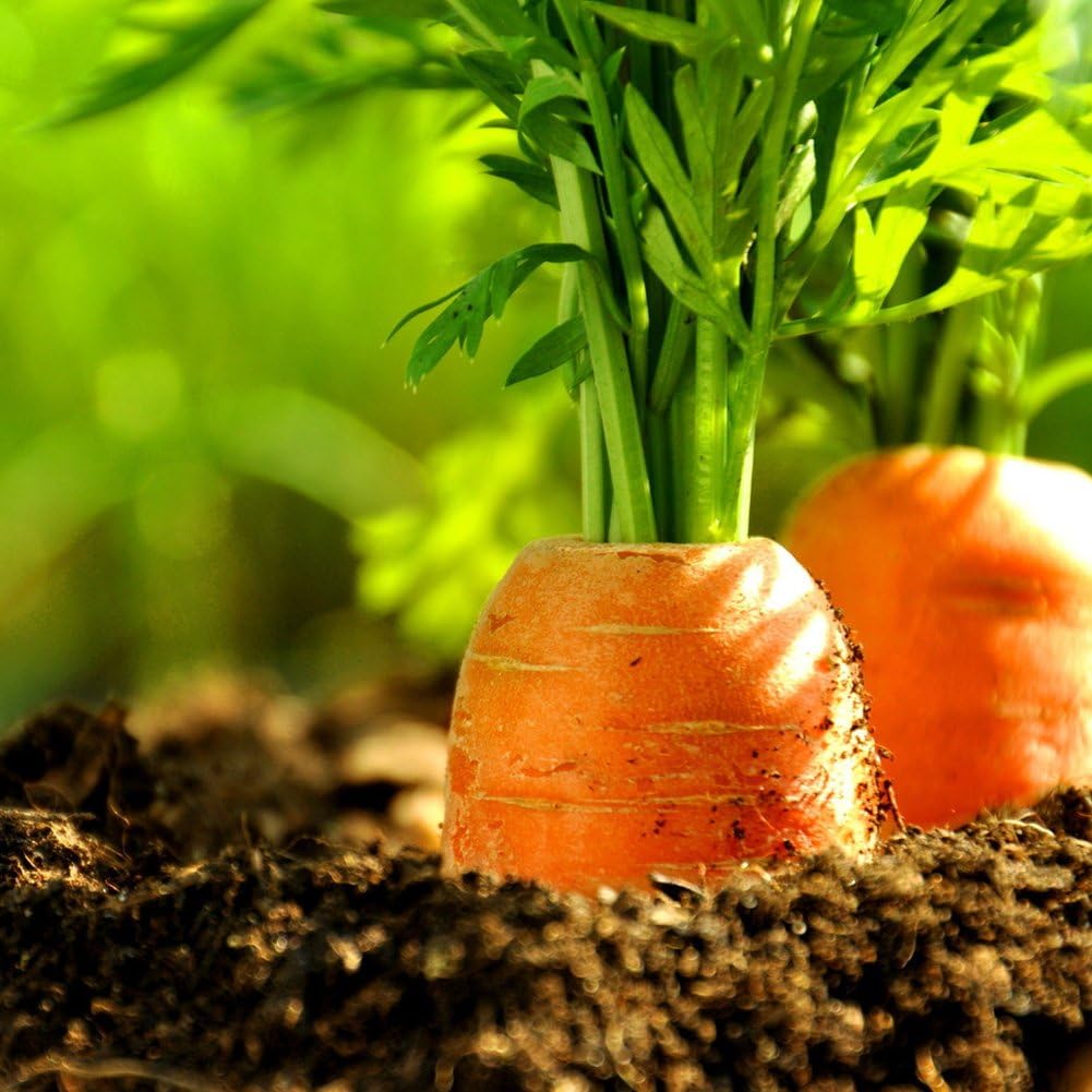 40 semillas de zanahoria orgánicas para plantar verduras en ...