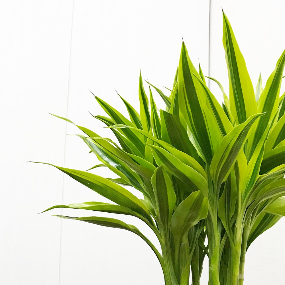 年間ランキング6年連続受賞 観葉植物 ドラセナサンデリアーナ ミリオンバンブー 鉢カバー付 B017sa7ozs 幸運の竹 ラッキーバンブー 大型 インテリア グリーン観葉植物 Jurnal Ulb Ac Id