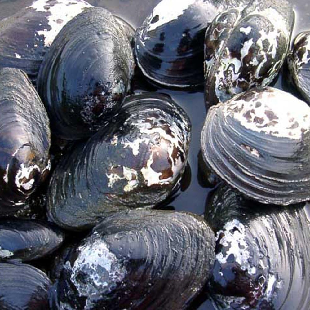 生体 ドブガイ 3匹 ドブ貝 淡水二枚貝 タナゴ カネヒラ 産卵 繁殖 生体 ドブガイ 3匹 ドブ貝 淡水二枚貝 タナゴ カネヒラ 産卵 繁殖