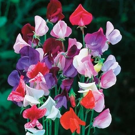 Lot De 15 Graines Pois De Senteur Gesse Odorante Old Sweet