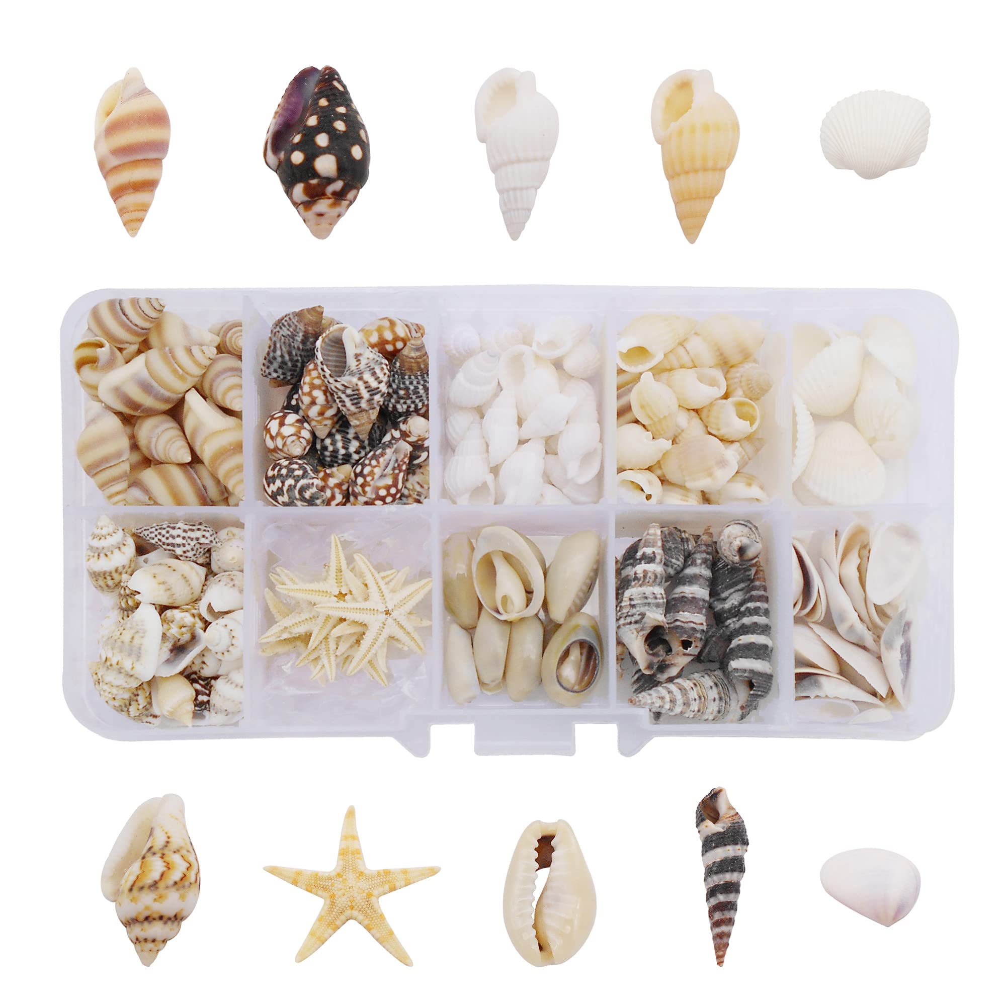 Photo 1 of 1 Box 200PCS Sea Shell Starfish Conch Tiny Seashells Cowries for Ocean Beach Theme Wedding Party Decorations Resin Jewelry Candle Making DIY Crafts Fish Tank Vase Filler
