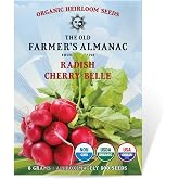 The Old Farmer's Almanac Organic Radish Seeds (Cherry Belle) - Approx 400 Seeds - Certified Organic, Non-GMO, Open Pollinated, Heirloom, USA Origin