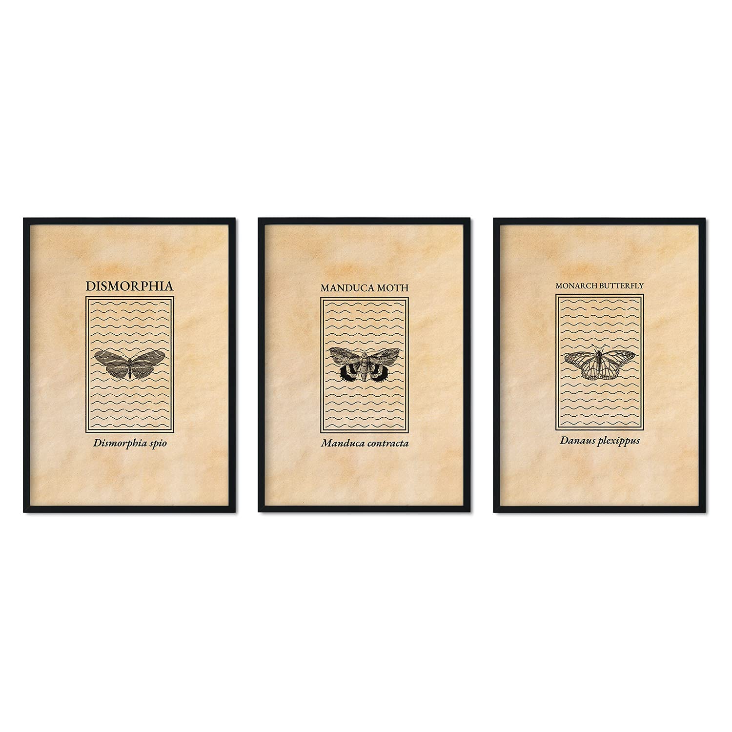 Nacnic pack of vintage sheets butterflies and moths. Posters of insects in engraved style and sepia tones. Interior decoration. A4 size