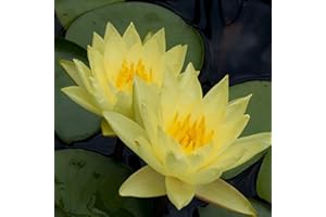 Chalily Water Lily Aquatic Plants Live Lilies Real Small or Big Pond Plant Lilly Ponds Cold Hardy Pads Grow waterlillies Flowering rhizomes Outdoor lilys Waterlily Lillies pre Grown lillys pad Yellow