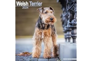 Welsh Terrier Calendar 2024 | Square Dog Breed Wall Calendar - 16 Month: Original Avonside-Kalender [Mehrsprachig] [Kalender]