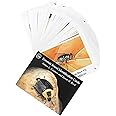 Forensic Insect Identification Cards