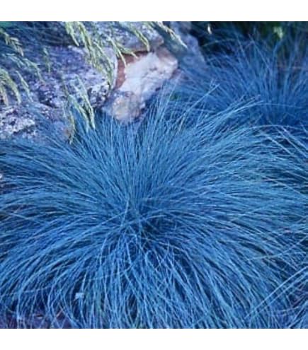 Creeping red fescue (Festuca rubra rubra) seeds - Stock Image - C055