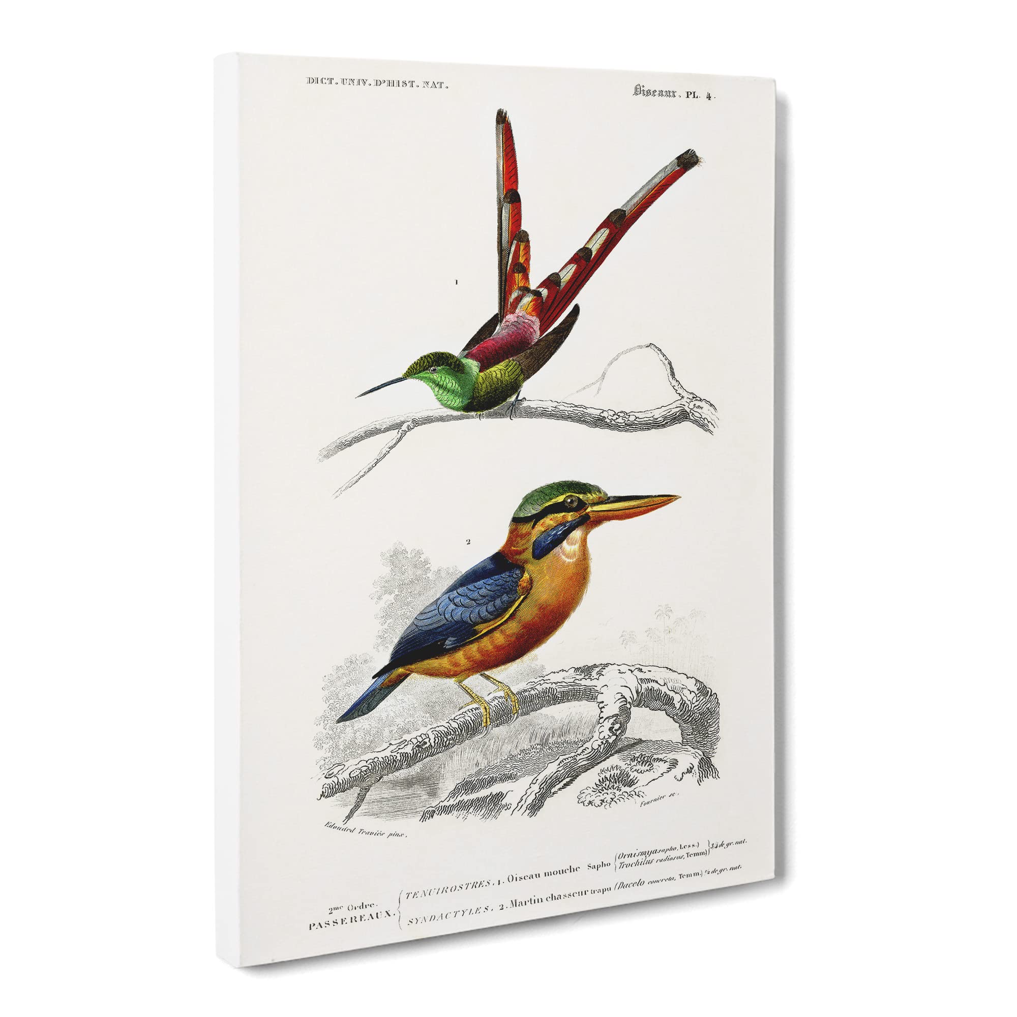 Kingfisher & Hummingbird By Charles D' Orbigny Canvas Print | Gallery Wrapped 30mm Frame Wall Art | 20x14 inches | Ready to Hang | Retro Bird Picture | Living Room Bedroom Lounge Office