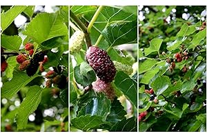 Seed Germination: Red Mulberry 5 Cuttings + 1 Free Morus Rubra : Seeds in The Packet