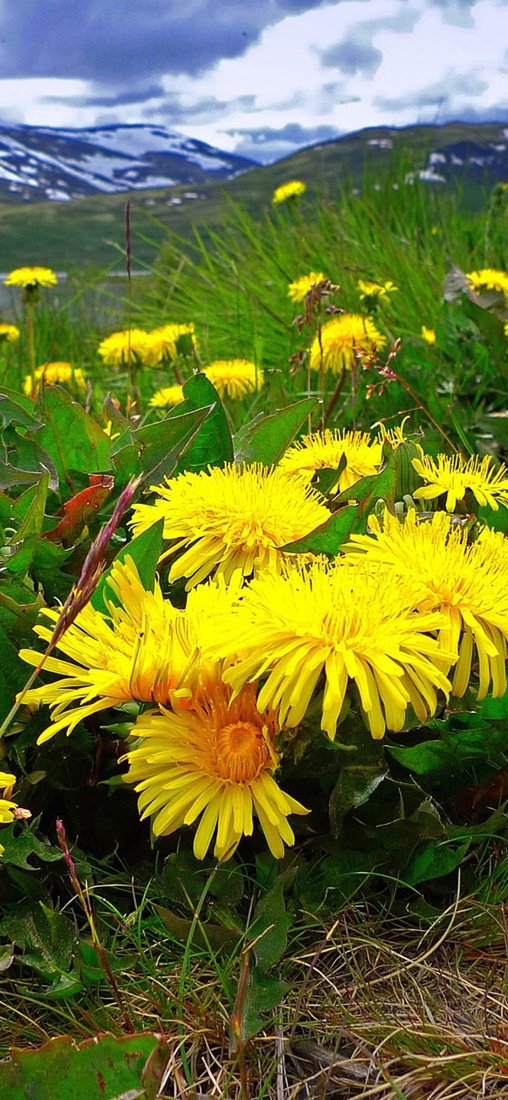 PeelitStickit, Beautiful Nature Wall Murals, ID-2912, vinyl