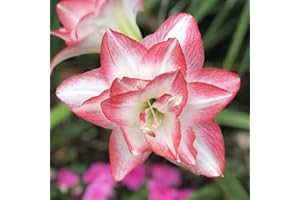 Easy to Grow Amaryllis Blossom Peacock 1 Plant Bulb - Pink & White Star Double-Flowering Blooms for Holiday Indoor & Outdoor Zones 9-11