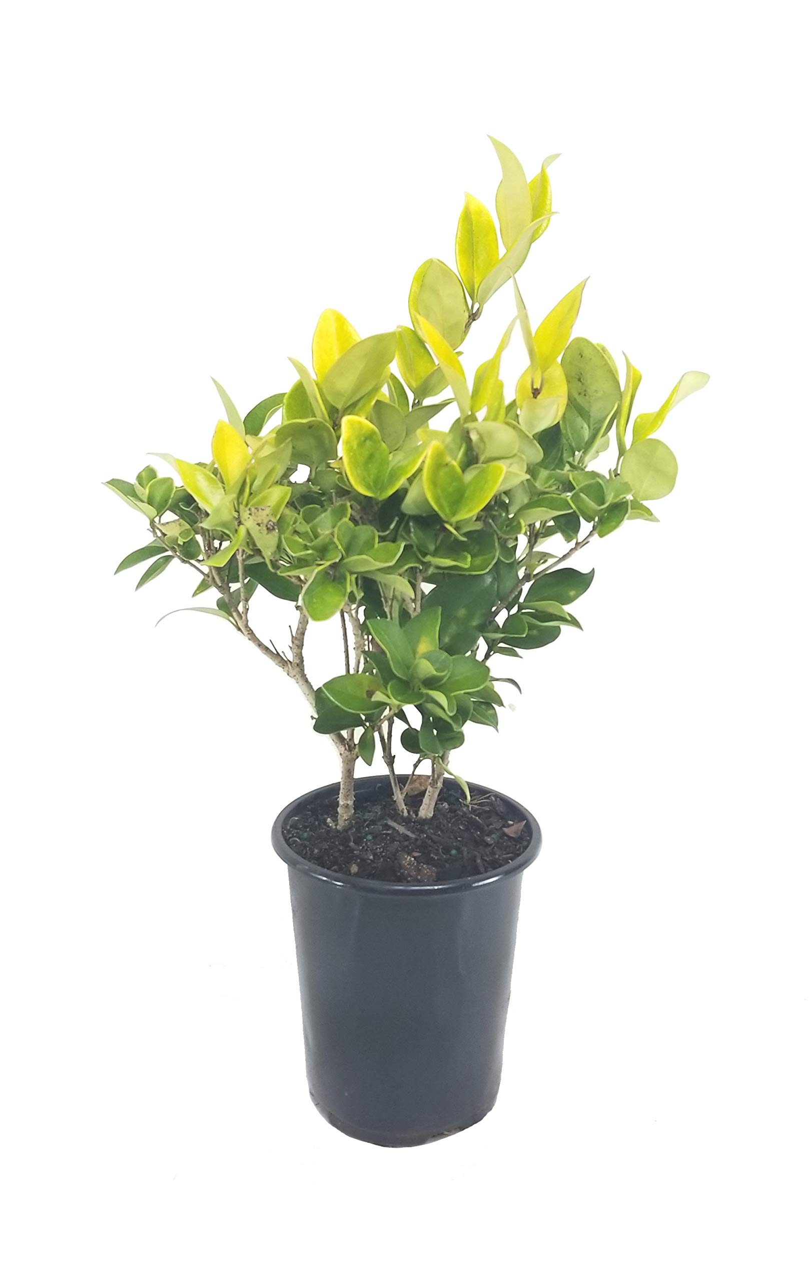Ligustrum Japonicum Howardi - 1 Live Quart Size