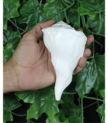 Genuine Blowing Shankh 6" Inch | Vamavarti BAJNEWALA Dattatreya Sacred Pooja Shankh | Laxmi Narayan Hindu Ritual Shankhnaad | Spiritual Worship Shell For Aarti & Puja In Arabia | Whizz Conch Shells - 7
