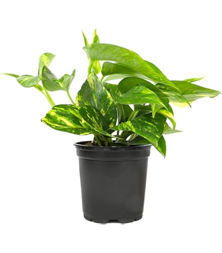 Amazon.com : 9GreenBox - Golden Devil's Ivy - Pothos - Epipremnum - 4" Pot  - Very Easy to Grow Live Plant Ornament Decor for Home, Kitchen, Office,  Table, Desk - Attracts Zen,