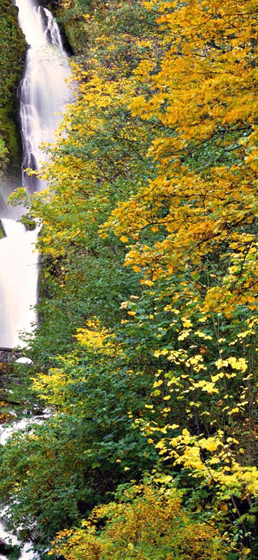 PeelitStickit, Beautiful Nature Wall Murals, ID-1237, vinyl