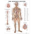 The Nervous System Anatomical Chart Laminated: Nerves Anatomy: Amazon ...