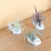 Dahey Air Plant Holder Cute Ceramic Mini Hand Shape Stand Airplants Tillandsia Small Container Pot Plant Decorative Home Deco