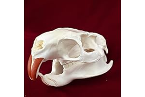 CLLOEAT Wholesale 1/2/3/5/10 pcs Taxidermy Real Animals Skulls, Real Bones Specimen, Supplies Art Bone Vet Medicine 1:1 Animal Bones (10pcs,Coypu Skull)
