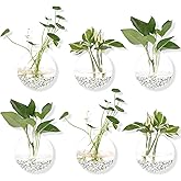 Hanging Wall Planters Pack of 6 Glass Planter Pots Round Glass Flower Vases Hanging Propagation Station Glass Plant Hanger Terrariums Wall Hanging Plant Container