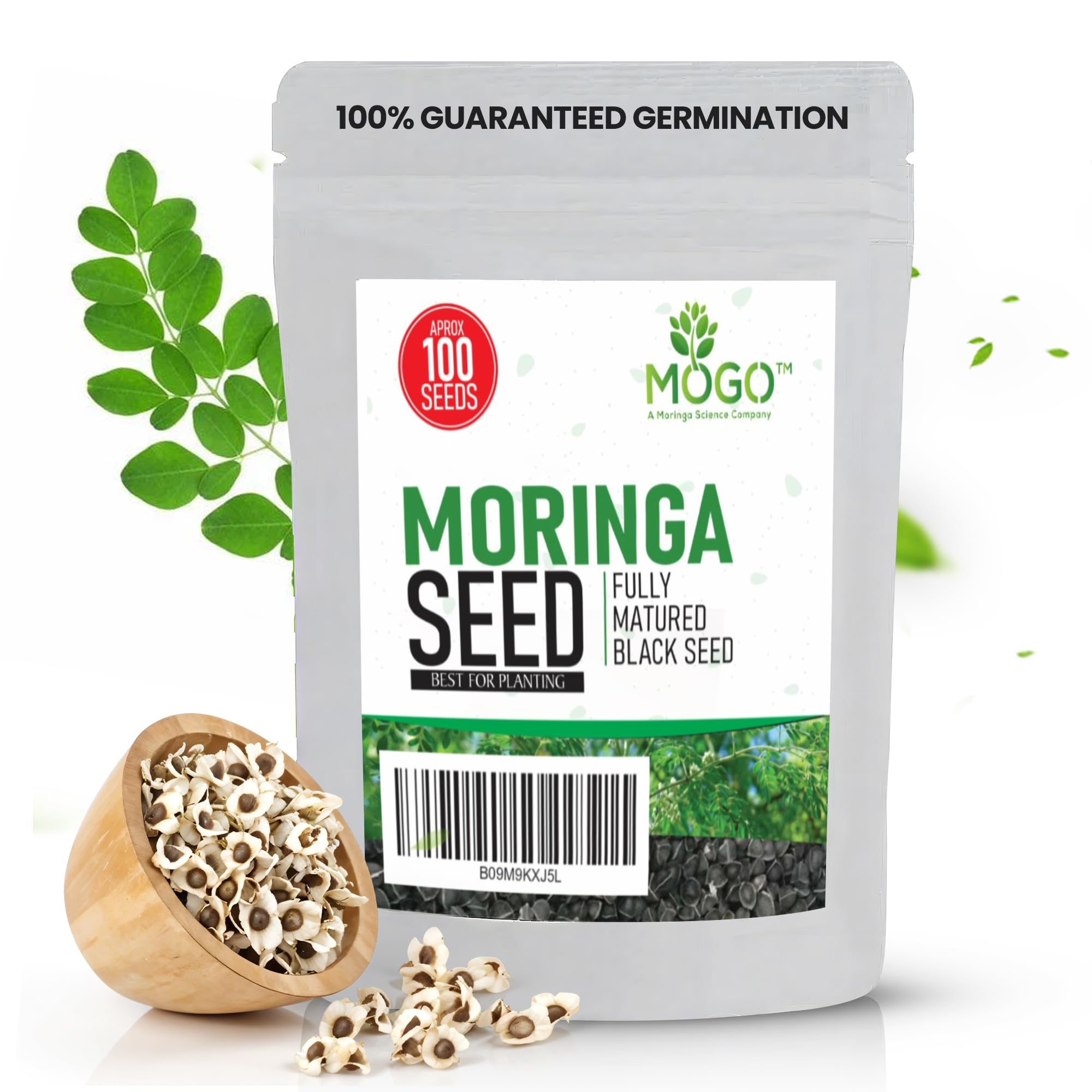 Photo 1 of 100 Moringa Seeds Approx | Moringa Seeds for Planting | Edible, Excellent Germination | Premium Grade PKM1 | Semillas de Moringaa Seed for Eating | Malunggay