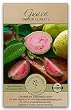 Gaea's Blessing Seeds - Guava Seeds - Heirloom