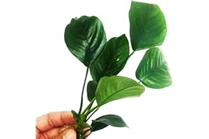 PLANTEREST - Anubias Barteri Broad Leaf Loose Live Aquarium Plant Decorations BUY2GET1FREE