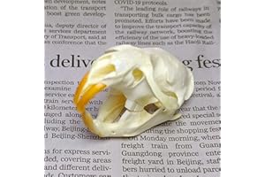 EGEN HOT 1/2/3/5/10 pcs Real Animal Skull Specimen Taxidermy Cleaned Skull Collection Fox, cat, Mink, Crocodile, Dog, Raccoon, Snake, Rabbit, Goat ，Muskrat，Nutria，Fox's paw (1pcs,Muskrat)