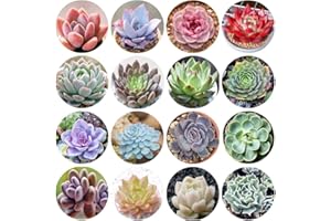 500pcs Mix Rare Succulent Seeds for Planting, DIY Bonsai Ornamental Plant Hardy Perennial