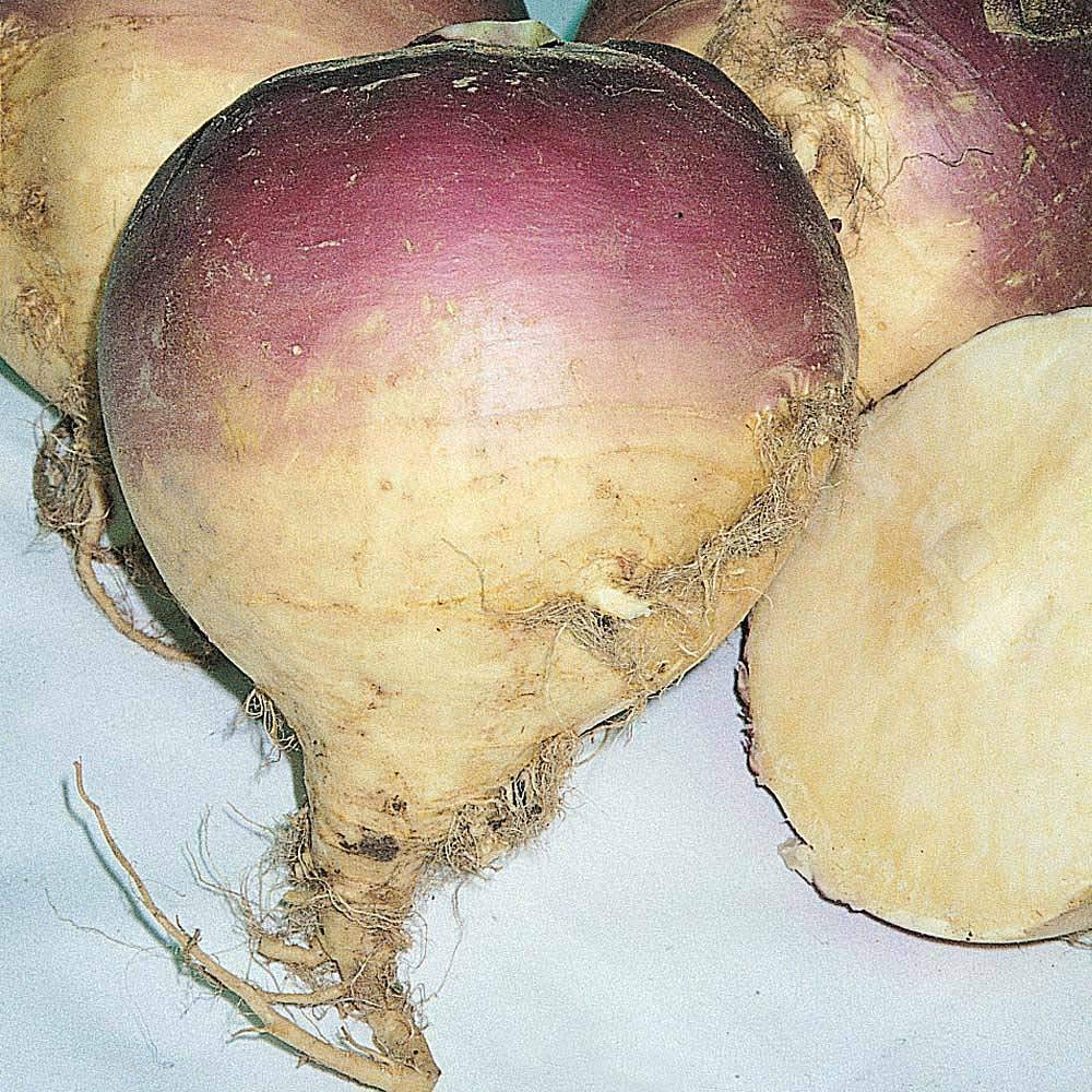 Swede 'Magres' Seeds Hardy Annual Vegetable Garden Plants Easy to Grow Your Own Swede 'Magres' 1 Packet of 500 Seeds by Thompson and Morgan