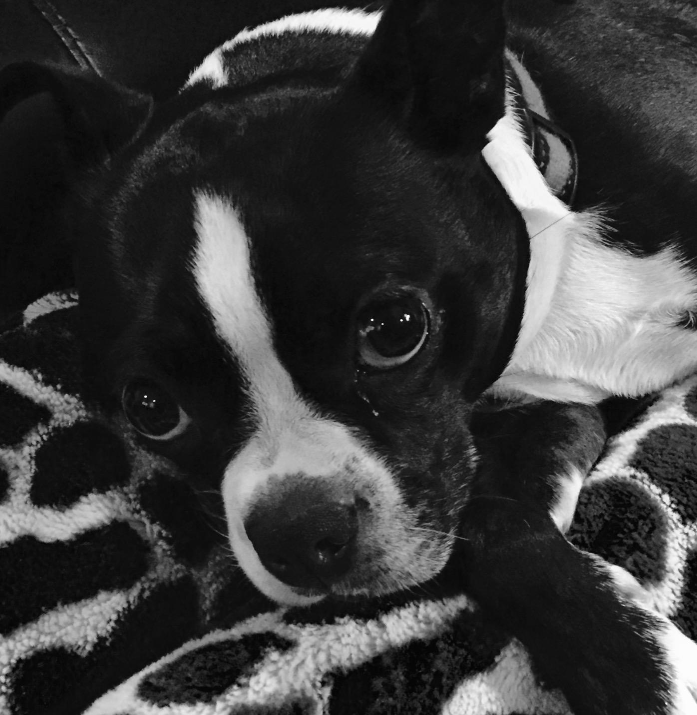 IAMS Proactive Health Minichunks Adult Dry Dog Food with Real Chicken, 30 lb. Bag photo review