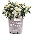 Amazon.com : Drift Popcorn Rose, 2 Gal : Home & Kitchen