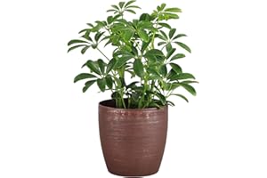 Thorsen's Greenhouse Live Arboricola Umbrella Tree Plant, Schefflera Arboricola, Natural Air Purifier, Live Indoor Houseplant, 4-inch Diameter (Copper)