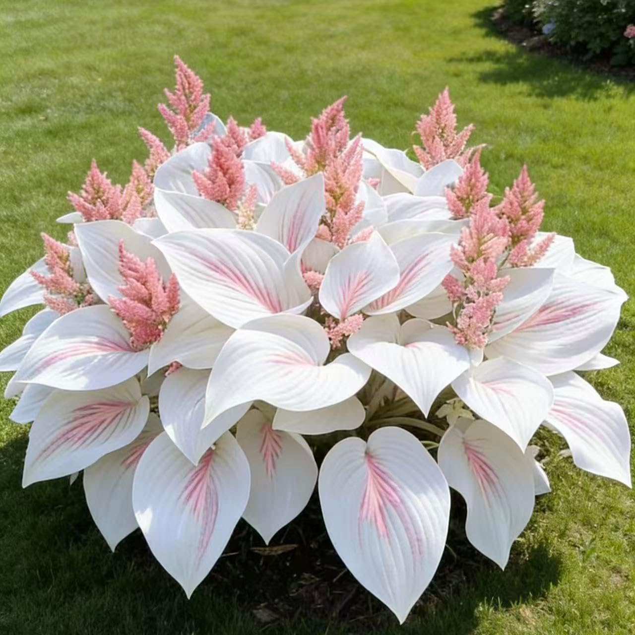 Hosta Seeds 200 or 400- Create a Lush Garden, Mottled Leaves and an Oasis of Easy-Grow Perennial Seeds. Used for Outdoor and Container Garden Planting. (White,200)