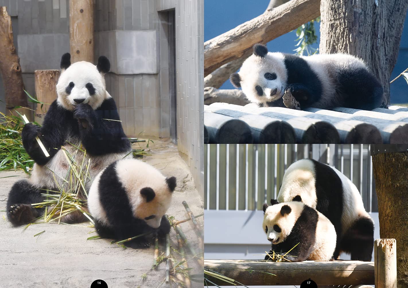 I Love シャンシャン 保存版写真集 高氏 貴博 本 通販 Amazon