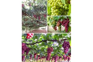 S-PONE 50+ Grape Seeds Vine Fruit Seed Fruit Plant Home Garden Non-GMO