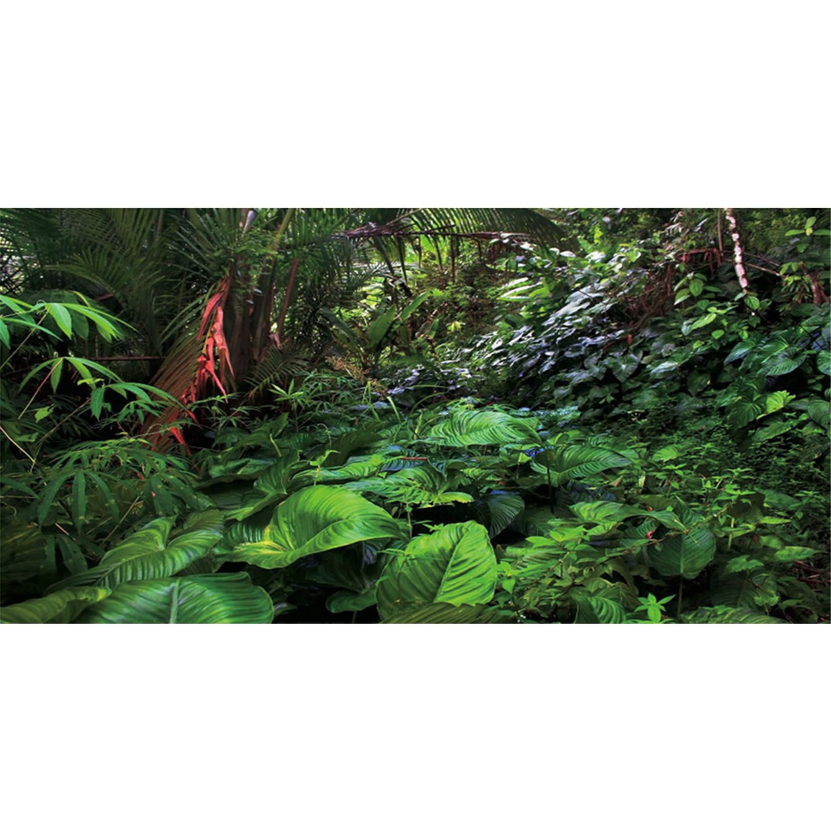 MIRRORANG 61x41cm Rainforest Terrarium Background Deep Forest Aquarium Background Tropical Plants Reptile Habitat Background Durable Vinyl Background