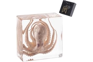 1st Heaven Real Taxidermy Octopus in Resin - Authentic Animal Specimen for Oddities & Curiosities, Gothic Home Decor, Science Education & Unique Nature Gifts