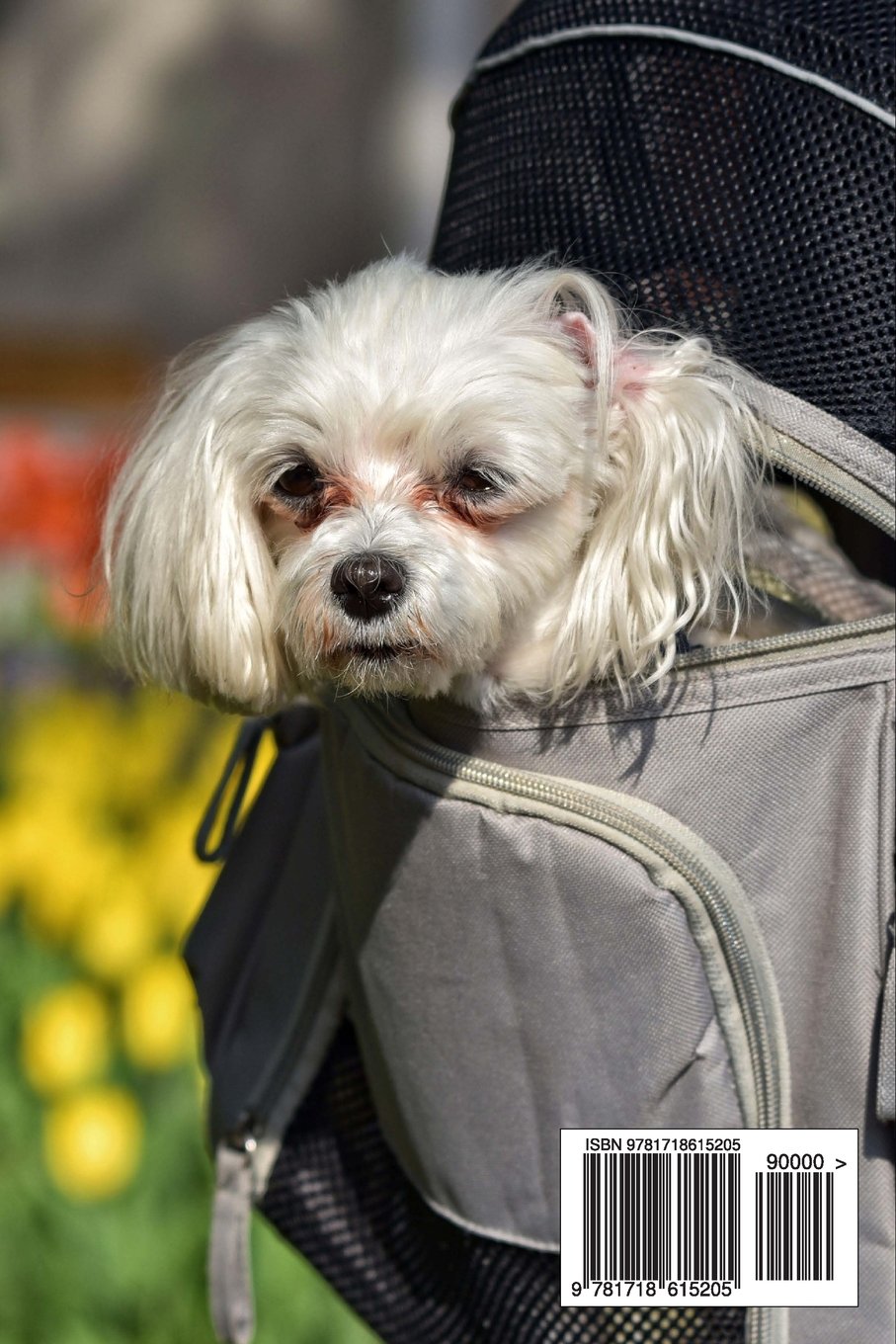 puppy in a backpack