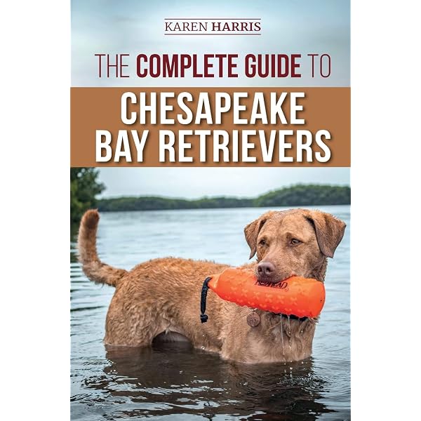 Chesapeake Bay Retriever Complete Guide: Temperament, Size & Care