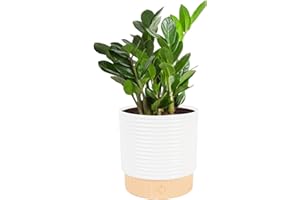 Costa Farms ZZ Live Plant in Decorative Pot, Easy to Maintain, Air Purifying Indoor Houseplant, Perfect for Home, Room, or Office Decor, Great House Warming or Birthday Gift, 12-20 Inches Tall
