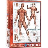 EuroGraphics Muscular System Puzzle (1000-Piece) (6000-2015)