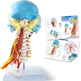 Color Skull Anatomy Model W/Cervical Spine, Neck Muscles &amp; Cervical Plexus | EVOTECH SCIENTIFIC Life Size Human Head and Neck Anatomy Model W/Base &amp; Poster for Medical Anatomy Teaching Study