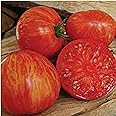 Solar Flare Tomato Seeds (((50 Seed Packet))) (More Heirloom, Non GMO, Vegetable, Fruit, Herb, Flower Garden Seeds at Seed King Express)