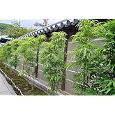 Bambusa &ldquo;Lady Finger&rdquo; Clumping Bamboo Plant