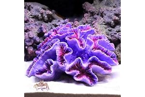 Danmu 1Pc of Polyresin Coral Ornaments, Aquarium Coral Decor for Fish Tank Aquarium Decoration 6 2/5" x 5 1/2" x 2 7/10"