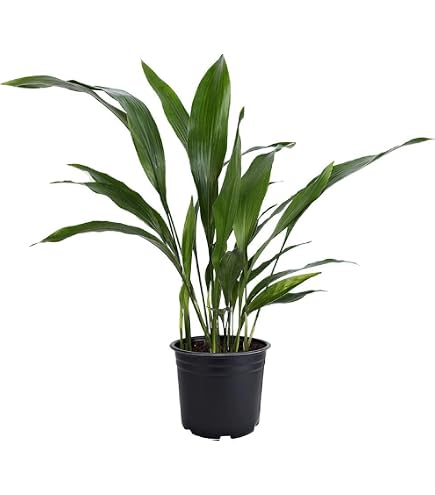 artificial plants indoor large 55in Tall Monstera Plant