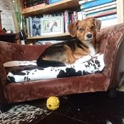 Pawhut Haustiersofa – Kuschelige Holzcouch Für Hund & Katze Mit Abnehmbarem Kissen