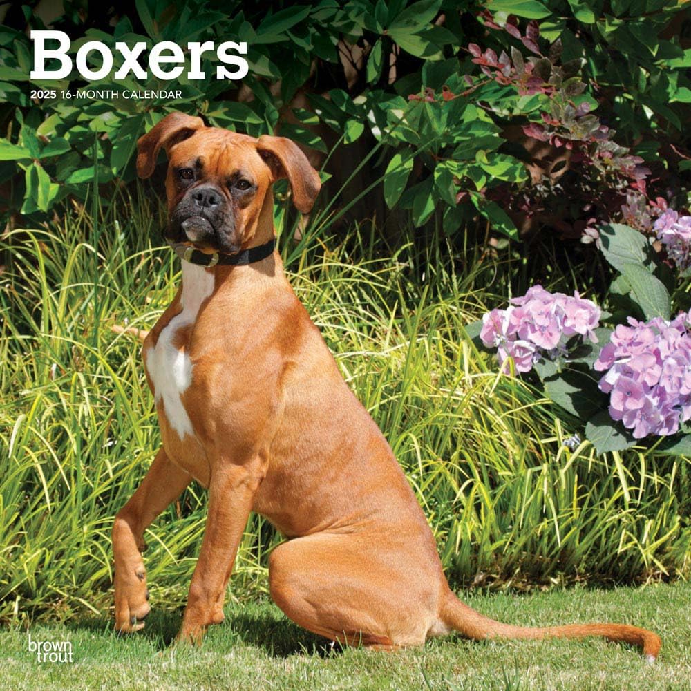 Boxers International Edition | 2025 12 x 24 Inch Monthly Square Wall Calendar | Plastic-Free | BrownTrout | Animals Dog Breeds
